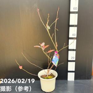 【65周年記念P11倍】ブルーベリー ラビット...の詳細画像3