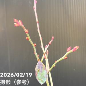 【65周年記念P11倍】ブルーベリー ラビット...の詳細画像4