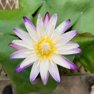 武徳産ホテイアツモリソウ 花1芽株 : 岩崎園芸ネットストア Yahoo店
