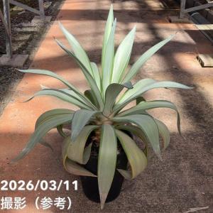 アガベ 2.5号 白犀牛 シロサイ White Rhino｜観葉10-TU : 赤塚植物園