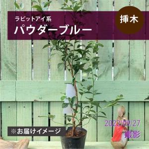 パウダーブルー】 3年生苗 6号ポット ラビットアイ系・ブルーベリー