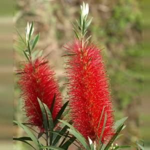 現品お届け】フィリカ プベッセンス ワフトフェザー 7号｜花木10-TU