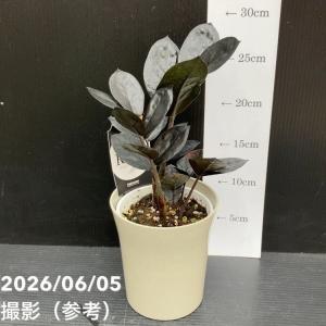 観葉植物：金銭樹 ザミオクルカス レイヴン*8号プラポット : 遊恵盆栽
