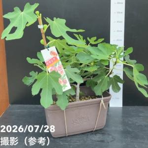 充実株 イシヅキ農園さん イチジク ドーフィン...の詳細画像1