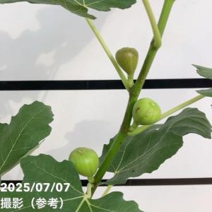 充実株 イシヅキ農園さん イチジク ドーフィン...の詳細画像5