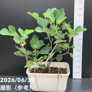 充実株 イシヅキ農園さん イチジク ホワイトイ...の詳細画像3