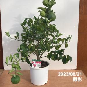 【予約】<実付き柑橘>カンダシトラスファームさ...の詳細画像5