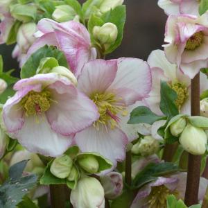 カラーリーフクリスマスローズ 3.5号 フェチダス レッドスター 松村