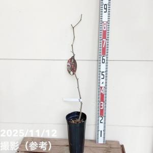 【予約】ナツメ スーパージャイアント(大雪ナツ...の詳細画像3