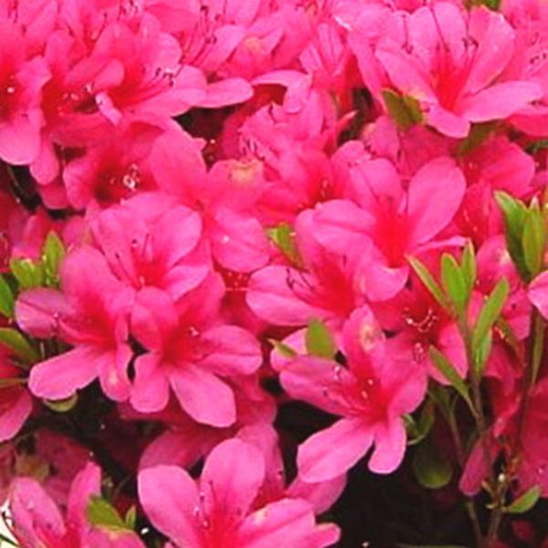 サツキ 伊勢小町 4号×3株セット｜花木10-AK