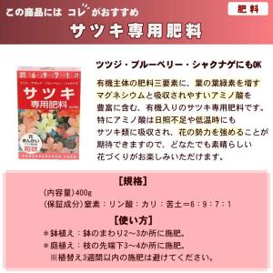 サツキ 大盃 4号×3株セット|花木10-AKの詳細画像3