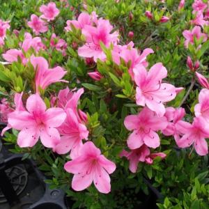 サツキ 大盃 4号×3株セット|花木10-AKの詳細画像2