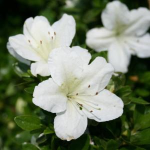 リュウカデンドロン サファリマジック（鉢植え） リューカデンドロン