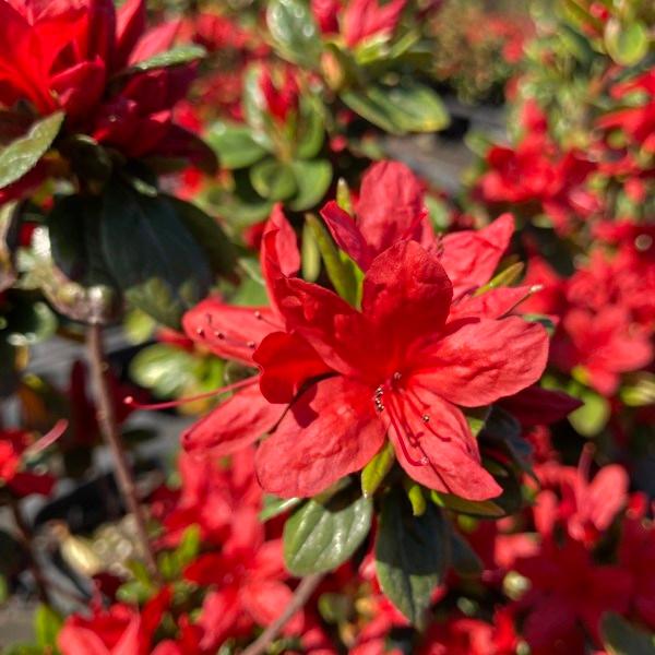 ツツジ 久留米ツツジ 緋の司 4号×3株セット｜花木10-AK