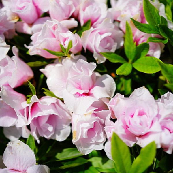 ツツジ 平戸ツツジ ピンク八重 4号×3株セット｜花木10-AK