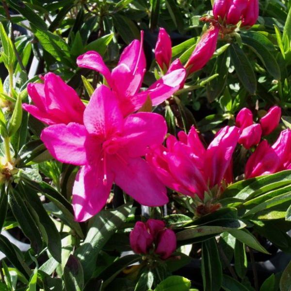 ツツジ 平戸ツツジ 紫一重 4号×3株セット｜花木10-AK