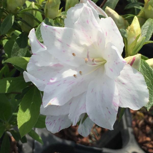 ツツジ 琉球ツツジ 琉球絞り 4号×3株セット｜花木10-AK