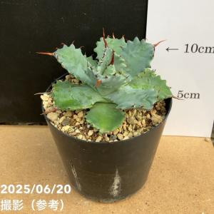 コーデックス：オトンナ ユーフォルビオイデス 実生*L 葉幅9cm 現品