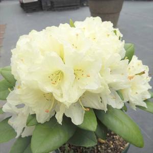 シャリンバイ　車輪梅　苗☆苗木　植木　常緑樹　庭木　白　花 花木 庭木の苗 シャリンバイ（車輪梅） 白花5号ポット : 園芸ネット