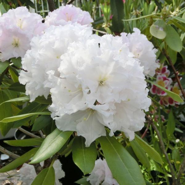 シャクナゲ スーパーローディー 3.5号 浮雲｜花木01-D1