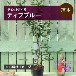 ブルーベリー （ 5年生 ） 7号ポット苗木 大苗 【 選べる品種 】（全20