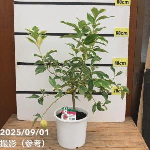 ミラクルフルーツ （ ミラクルベリー ） 大苗 7号鉢植え : 花と緑の