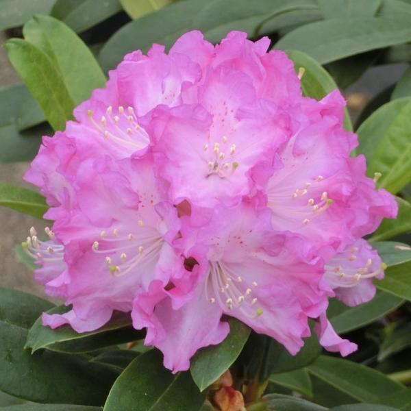 シャクナゲ スーパーローディー 6号 サクラシフォン｜花木01-D1