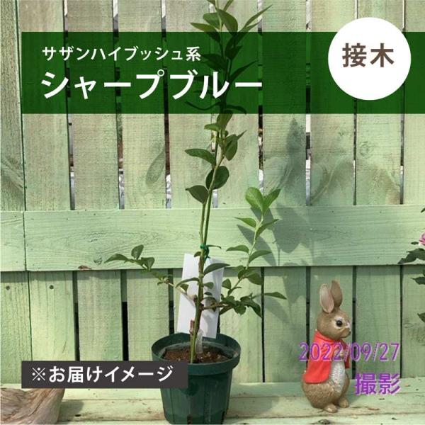 ブルーベリー サザンハイブッシュ系 シャープブルー（接木苗）4.5〜5号｜果樹04-PA