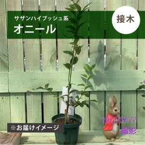 ブルーベリー サザンハイブッシュ系 オニール 挿木2年生 1株 果樹苗 国