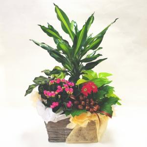 赤塚植物園ヤフー店 薔薇 Yahoo ショッピング