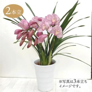 アーチ仕立て シンビジューム あんみつ姫 4本立ち 送料無料