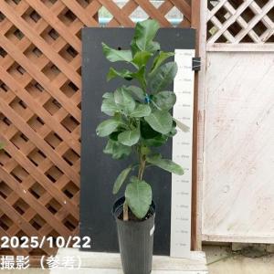 晩白柚】 5年生接木苗 大苗 バンペイユ ※納期指定:発送予定2026年