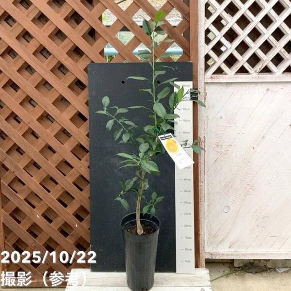 ユズ 多田錦 5号ロングポット 2年生｜柑橘｜果樹04-PA