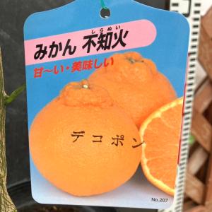 デコポン 不知火 5号ロングポット 2年生苗|柑...の商品画像