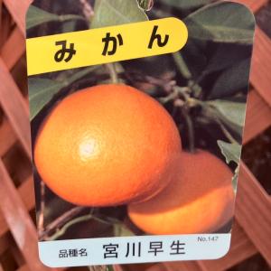 みかん 宮川早生 みやがわわせ 5号ロングポット...の商品画像