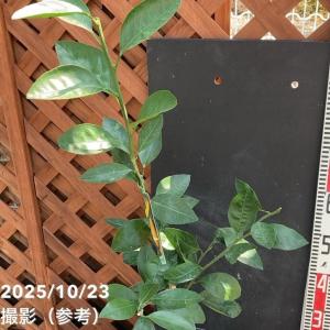 みかん 宮川早生 みやがわわせ 5号ロングポッ...の詳細画像2