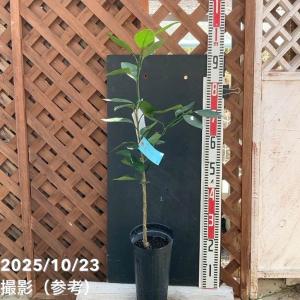 みかん 小原紅早生 5号ロングポット 2年生苗|...の商品画像