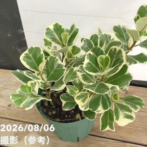 おしゃれ 観葉植物：サンスベリア ホワイトスノー*サンセベリア : 遊恵