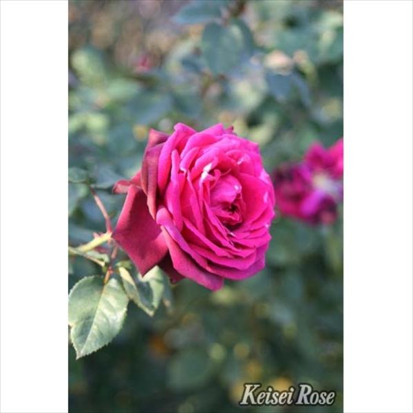 バラ大苗 グレーフィンディアナ 4.5号ロングポット 京成バラ園芸｜花木04-PA