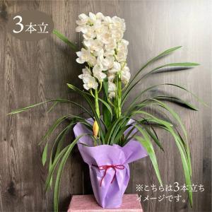 シンビジューム鉢植え ピンク色系 4本立て : クロスリースタイル