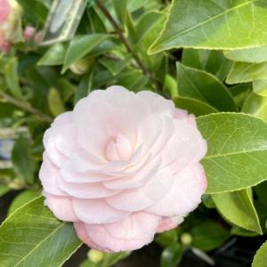 大株！】 ロイヤルベルベット アメリカ椿：椿（ツバキ） : 日本花卉