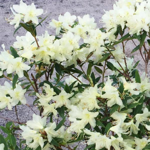 黄花で珍しいツツジ ヒカゲツツジ 6号｜花木10-AK