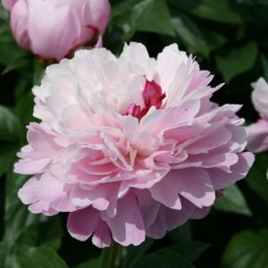 香る巨大輪芍薬 かぐや姫 6号スリット鉢植え : 苗木部 花ひろば