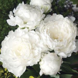 ♡さま専用　芍薬　白雪姫　苗　05〜10 6点おまとめ ♡さま専用 芍薬 白雪姫 苗 05〜10 6点おまとめ ♡さま専用 芍薬