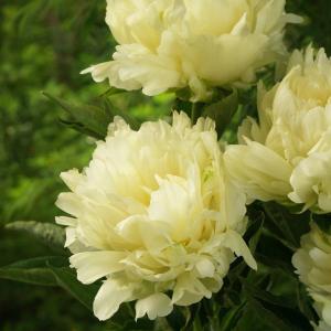 クリスマスローズ開花株 DDアフロディーテゴールド 392 現品限り