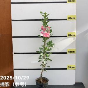クリスマスローズ開花株 DDアフロディーテプリマヴェーラ 196 現品限り