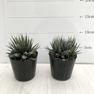 耐寒性ユッカ◇レクルビフォリア・バリエガータ◇庭用リゾート