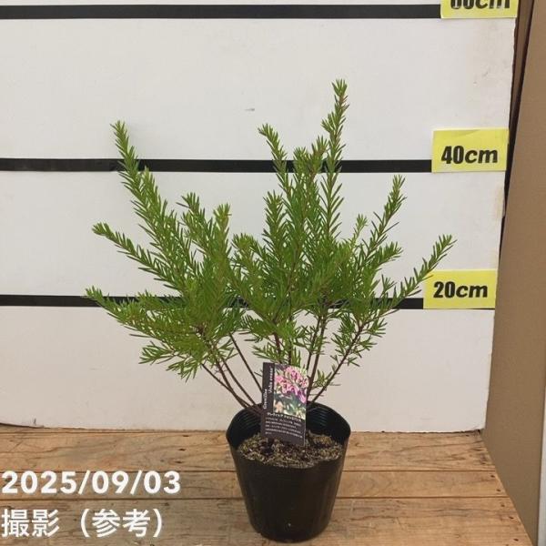 グレビレア ジョンエバンス 5号 ※お届けに10日程度かかる場合がございます。｜花木10-TN