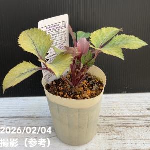 カラーリーフクリスマスローズ 3.5号 フェチダス レッドスター 松村