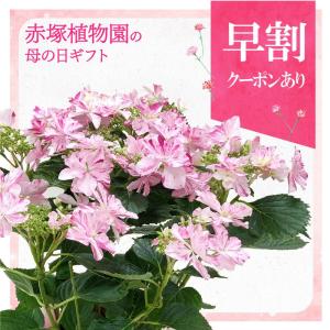 クリスマスローズ ピエラ セミダブル 0209-025 現品販売 送料無料 吉田